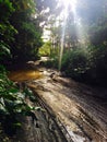 Rugged tropical jungle trail down to WaipiÃ¢â¬â¢o Valley on the Big Island of Hawaii Royalty Free Stock Photo